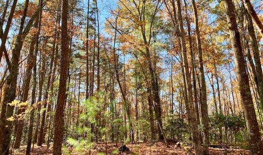 Photo of UNDER CONTRACT!  20.18 Acres of Hunting and Timber Land For Sale in Cherokee County NC!