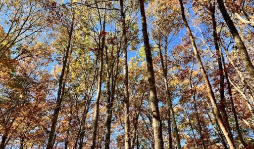 Photo of UNDER CONTRACT!  20.18 Acres of Hunting and Timber Land For Sale in Cherokee County NC!