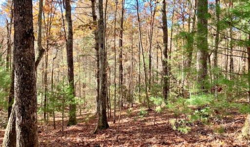 Photo of UNDER CONTRACT!  20.18 Acres of Hunting and Timber Land For Sale in Cherokee County NC!