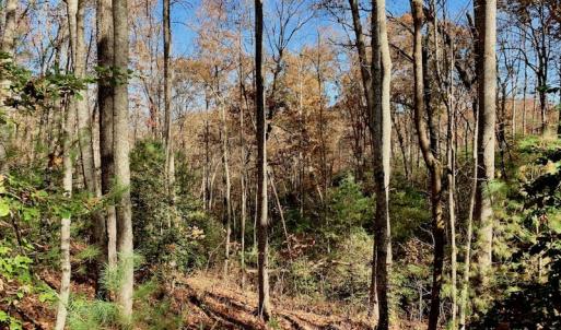Photo of UNDER CONTRACT!  20.18 Acres of Hunting and Timber Land For Sale in Cherokee County NC!