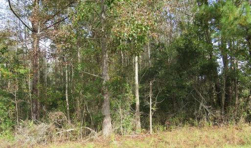 Photo of UNDER CONTRACT!  30.6 Acres of Hunting and Timber Land For Sale in Columbus County NC!