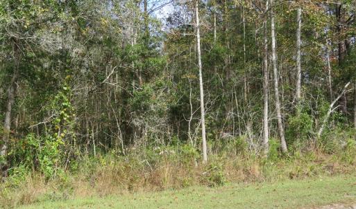 Photo of UNDER CONTRACT!  30.6 Acres of Hunting and Timber Land For Sale in Columbus County NC!