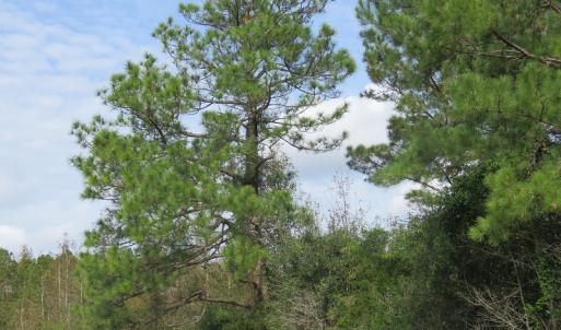 Photo of UNDER CONTRACT!  30.6 Acres of Hunting and Timber Land For Sale in Columbus County NC!