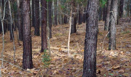 Photo of UNDER CONTRACT!  40 Acres of Recreational and Residential Land for Sale in Botetourt County VA!