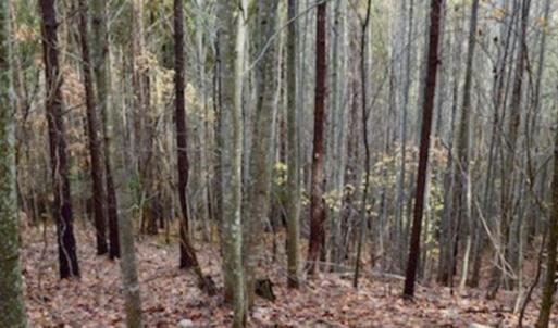 Photo of UNDER CONTRACT!  40 Acres of Recreational and Residential Land for Sale in Botetourt County VA!