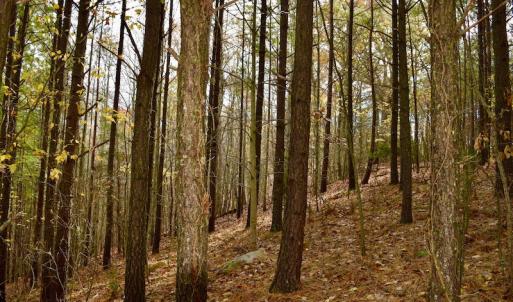 Photo of UNDER CONTRACT!  40 Acres of Recreational and Residential Land for Sale in Botetourt County VA!