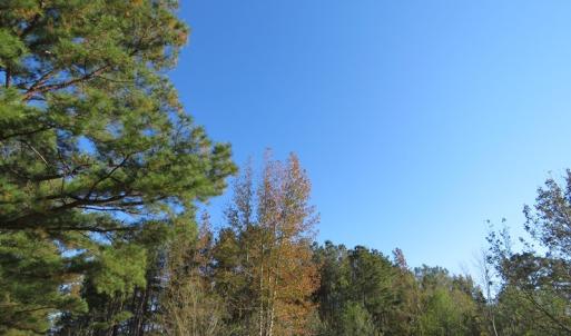 Photo of UNDER CONTRACT!  8 Acres of Hunting Land For Sale in Robeson County NC!