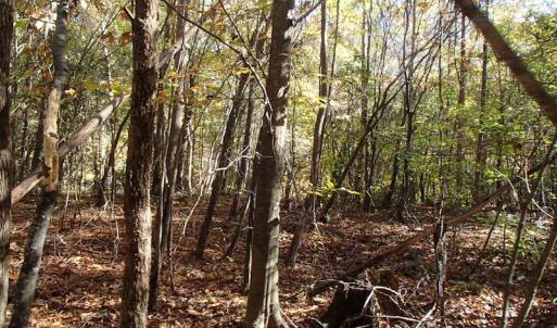 Photo of UNDER CONTRACT!  11.77 Acres of Water Front Land For Sale in Nash County NC!
