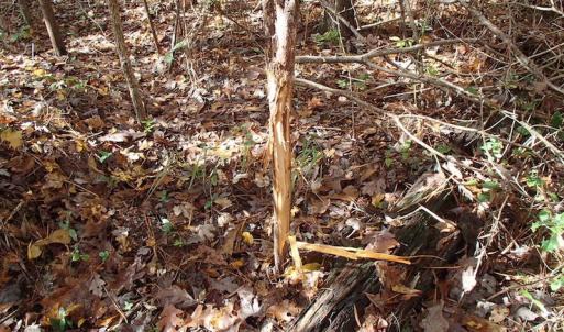 Photo of UNDER CONTRACT!  11.77 Acres of Water Front Land For Sale in Nash County NC!