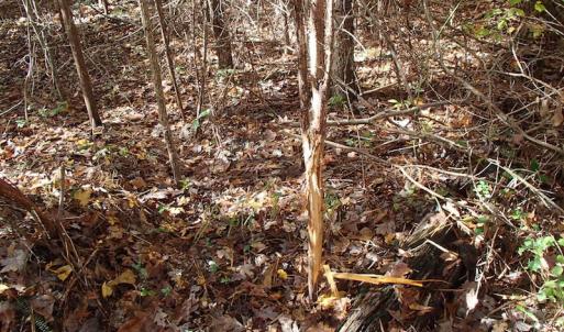 Photo of UNDER CONTRACT!  11.77 Acres of Water Front Land For Sale in Nash County NC!