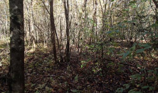 Photo of UNDER CONTRACT!  11.77 Acres of Water Front Land For Sale in Nash County NC!