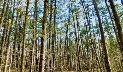 Photo of UNDER CONTRACT!  59 Acres of Hunting and Development Land for Sale in Person County NC!