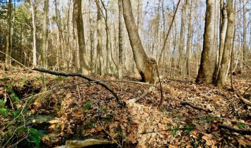 Photo of UNDER CONTRACT!  59 Acres of Hunting and Development Land for Sale in Person County NC!