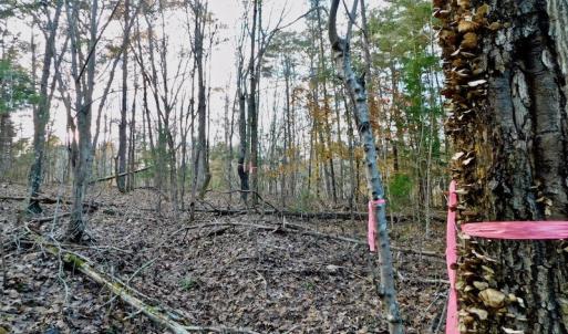 Photo of UNDER CONTRACT!  59 Acres of Hunting and Development Land for Sale in Person County NC!