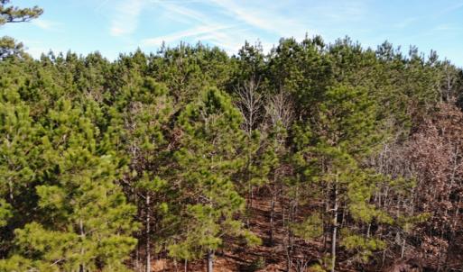 Photo of SOLD!!  12.52 Acres of Recreational Hunting Land For Sale in Nash County NC!