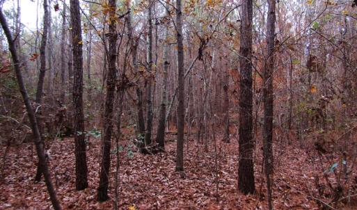 Photo of SOLD!!  12.52 Acres of Recreational Hunting Land For Sale in Nash County NC!