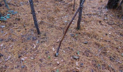 Photo of SOLD!!  12.52 Acres of Recreational Hunting Land For Sale in Nash County NC!