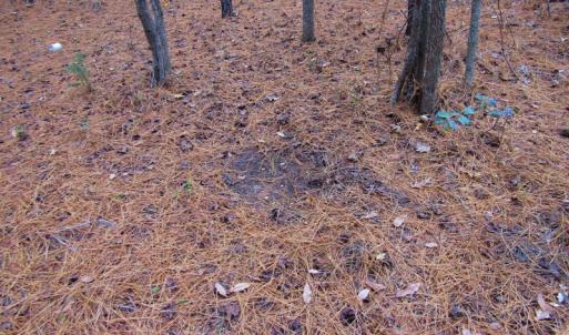 Photo of SOLD!!  12.52 Acres of Recreational Hunting Land For Sale in Nash County NC!