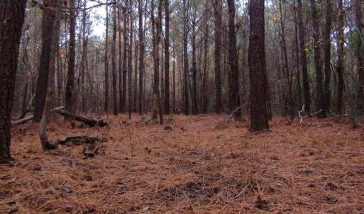 Photo of SOLD!!  12.52 Acres of Recreational Hunting Land For Sale in Nash County NC!