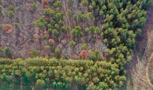 Photo of REDUCED!  1.6 Acres of Residential Hunting Land For Sale in Pittsylvania County VA!