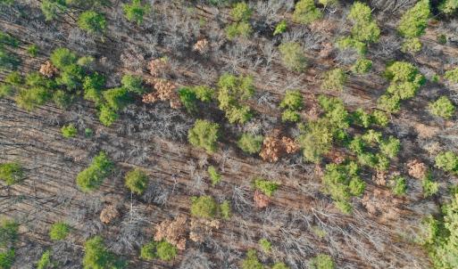Photo of REDUCED!  1.6 Acres of Residential Hunting Land For Sale in Pittsylvania County VA!