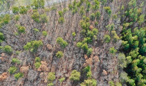 Photo of REDUCED!  1.6 Acres of Residential Hunting Land For Sale in Pittsylvania County VA!