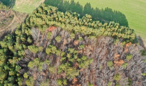 Photo of REDUCED!  1.6 Acres of Residential Hunting Land For Sale in Pittsylvania County VA!