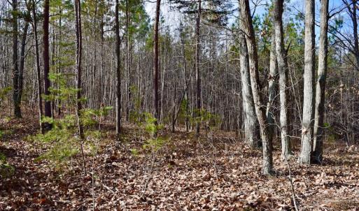 Photo of REDUCED!  1.6 Acres of Residential Hunting Land For Sale in Pittsylvania County VA!
