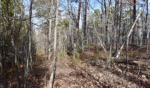 Photo of REDUCED!  1.6 Acres of Residential Hunting Land For Sale in Pittsylvania County VA!