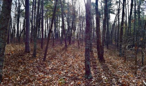 Photo of REDUCED!  1.6 Acres of Residential Hunting Land For Sale in Pittsylvania County VA!