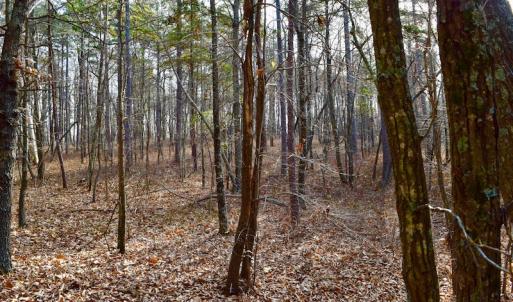 Photo of REDUCED!  1.6 Acres of Residential Hunting Land For Sale in Pittsylvania County VA!