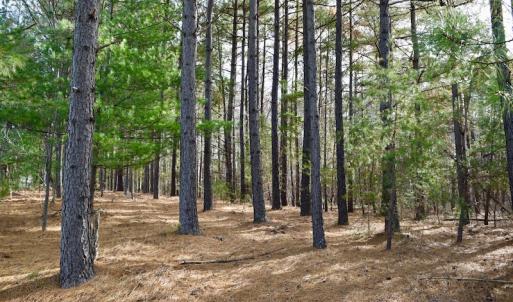 Photo of REDUCED!  1.6 Acres of Residential Hunting Land For Sale in Pittsylvania County VA!