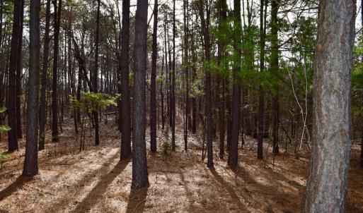 Photo of REDUCED!  1.6 Acres of Residential Hunting Land For Sale in Pittsylvania County VA!