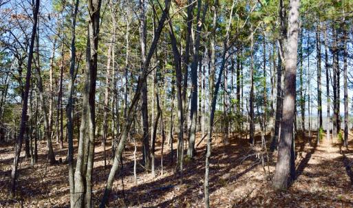 Photo of REDUCED!  1.6 Acres of Residential Hunting Land For Sale in Pittsylvania County VA!