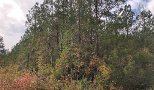 Photo of UNDER CONTRACT!  10 Acres of Timber and Development Land For Sale in Brunswick County NC!