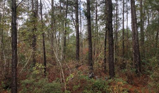 Photo of UNDER CONTRACT!  10 Acres of Timber and Development Land For Sale in Brunswick County NC!