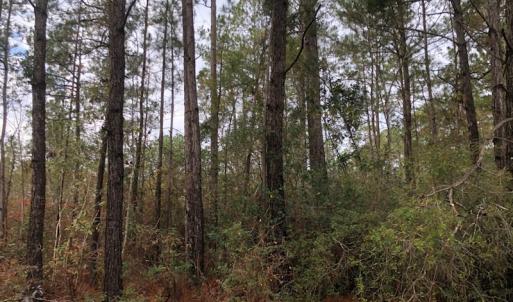 Photo of UNDER CONTRACT!  10 Acres of Timber and Development Land For Sale in Brunswick County NC!