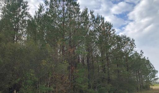 Photo of UNDER CONTRACT!  10 Acres of Timber and Development Land For Sale in Brunswick County NC!