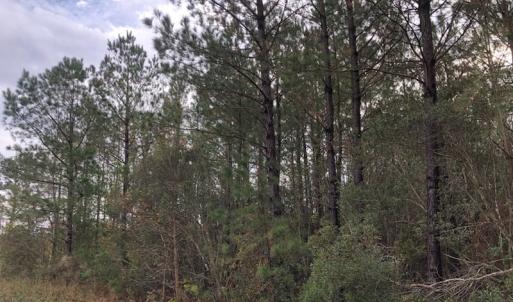 Photo of UNDER CONTRACT!  10 Acres of Timber and Development Land For Sale in Brunswick County NC!
