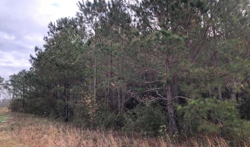 Photo of UNDER CONTRACT!  10 Acres of Timber and Development Land For Sale in Brunswick County NC!