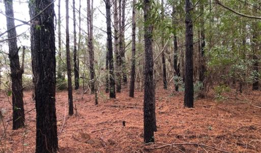 Photo of UNDER CONTRACT!  10 Acres of Timber and Development Land For Sale in Brunswick County NC!