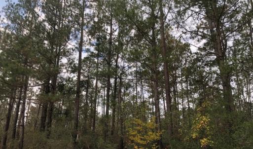 Photo of UNDER CONTRACT!  10 Acres of Timber and Development Land For Sale in Brunswick County NC!