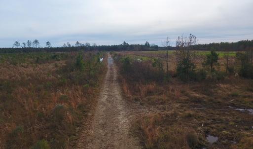 Photo of UNDER CONTRACT!  20 Acres of Hunting and Timber Land for Sale in Columbus County NC!