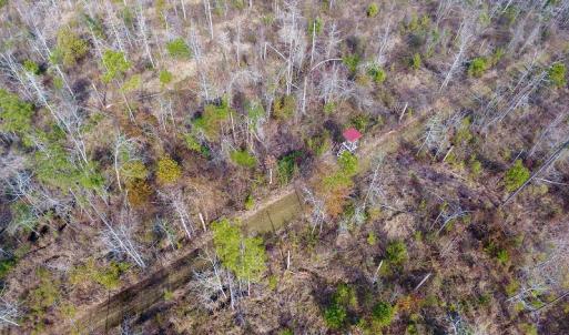 Photo of UNDER CONTRACT!  20 Acres of Hunting and Timber Land for Sale in Columbus County NC!