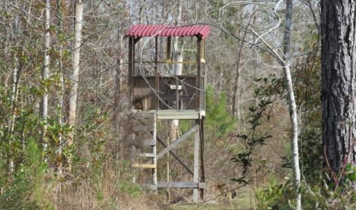 Photo of UNDER CONTRACT!  20 Acres of Hunting and Timber Land for Sale in Columbus County NC!