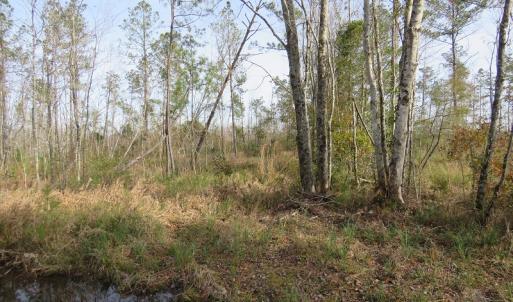 Photo of UNDER CONTRACT!  20 Acres of Hunting and Timber Land for Sale in Columbus County NC!