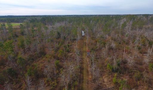 Photo of UNDER CONTRACT!  20 Acres of Hunting and Timber Land for Sale in Columbus County NC!