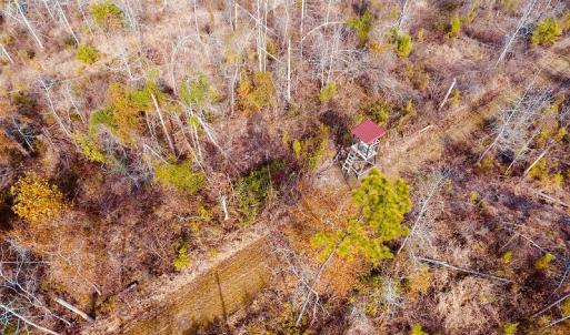 Photo of UNDER CONTRACT!  20 Acres of Hunting and Timber Land for Sale in Columbus County NC!