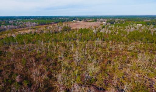 Photo of UNDER CONTRACT!  20 Acres of Hunting and Timber Land for Sale in Columbus County NC!
