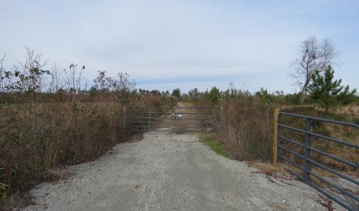 Photo of UNDER CONTRACT!  20 Acres of Hunting and Timber Land for Sale in Columbus County NC!